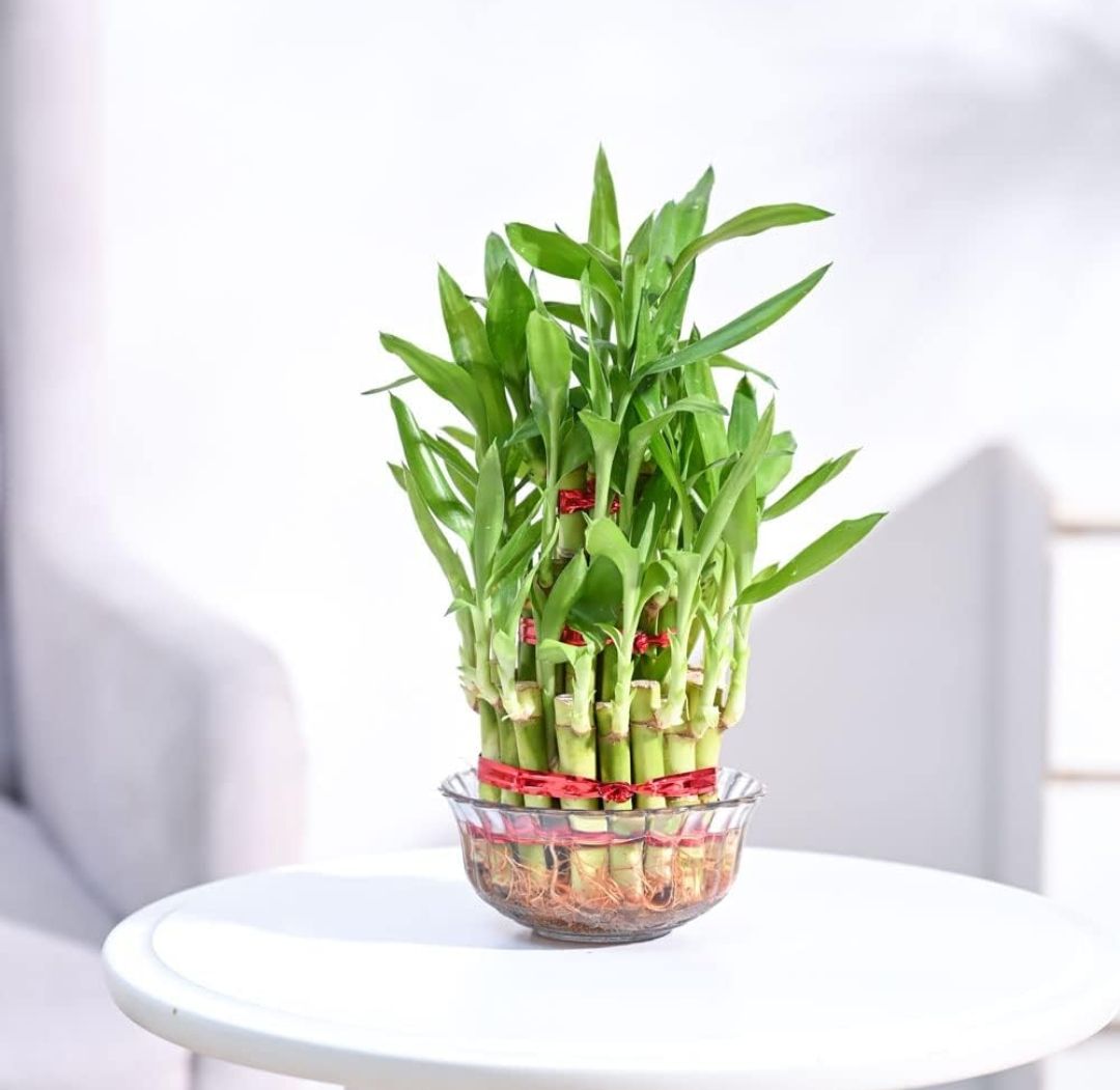 Lucky Bamboo 