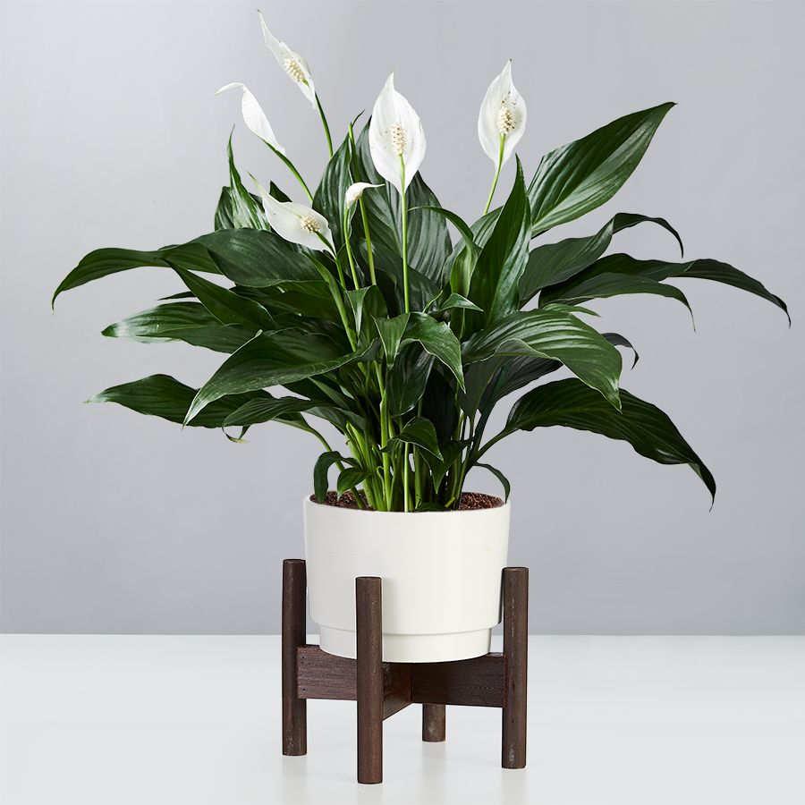 Peace Lily 