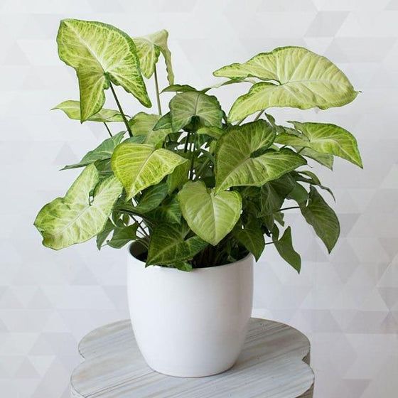 Plants 