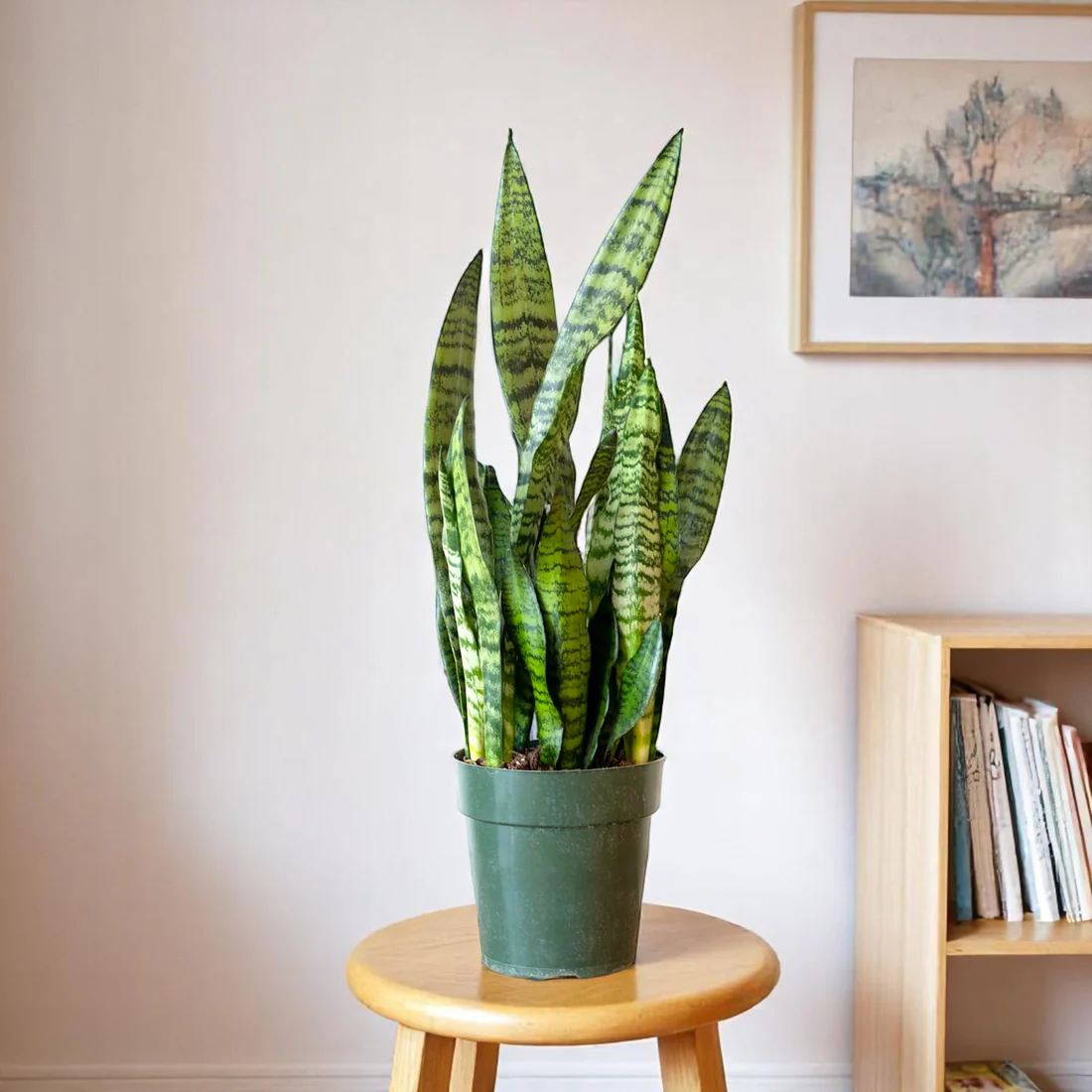 Sansevieria