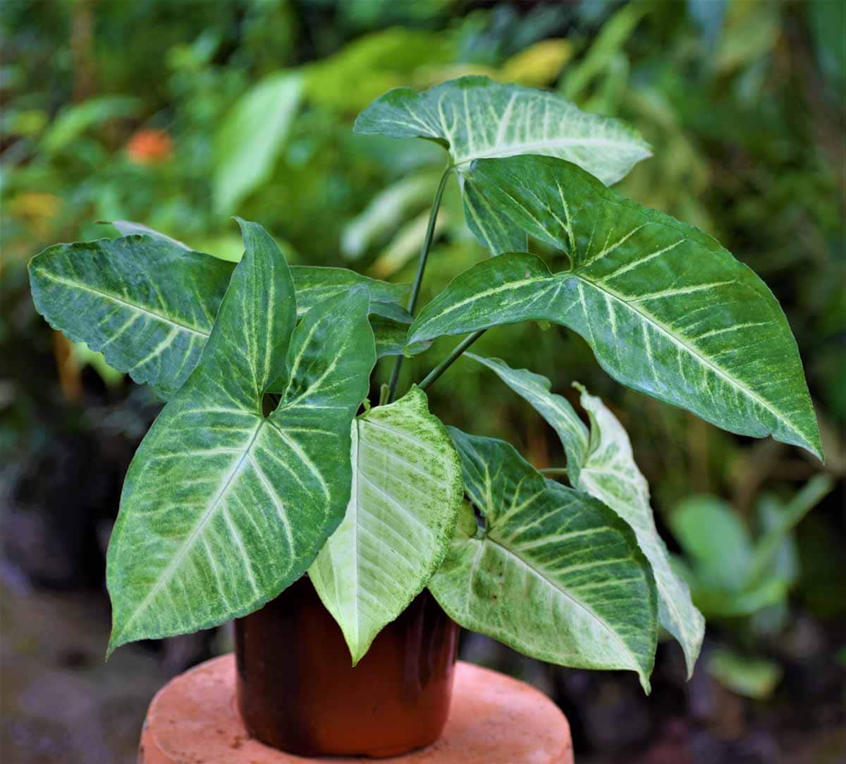 Syngonium Plant