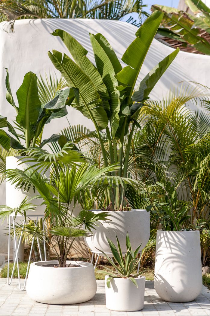 Plants